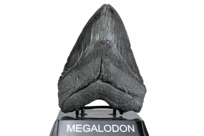 Serrated, Fossil Megalodon Tooth - South Carolina #380077